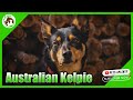 The Unique History and Characteristics of the Australian Kelpie: A Comprehensive Guide