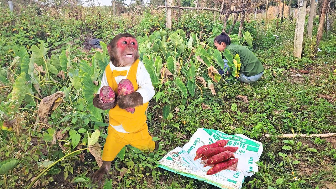 Monkey Su “Steals” Mom’s Sweet Potatoes… and Gets a Sweet Surprise