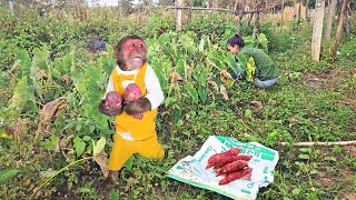 Monkey Su “Steals” Mom’s Sweet Potatoes… and Gets a Sweet Surprise