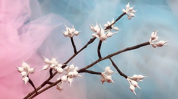 ABC TV | How To Make Tissue Paper Flower #1 - Craft Tutorial