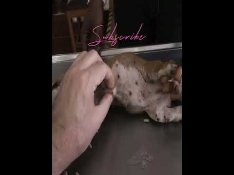 Video: Kedi ve Köpeklerde Tapeworms