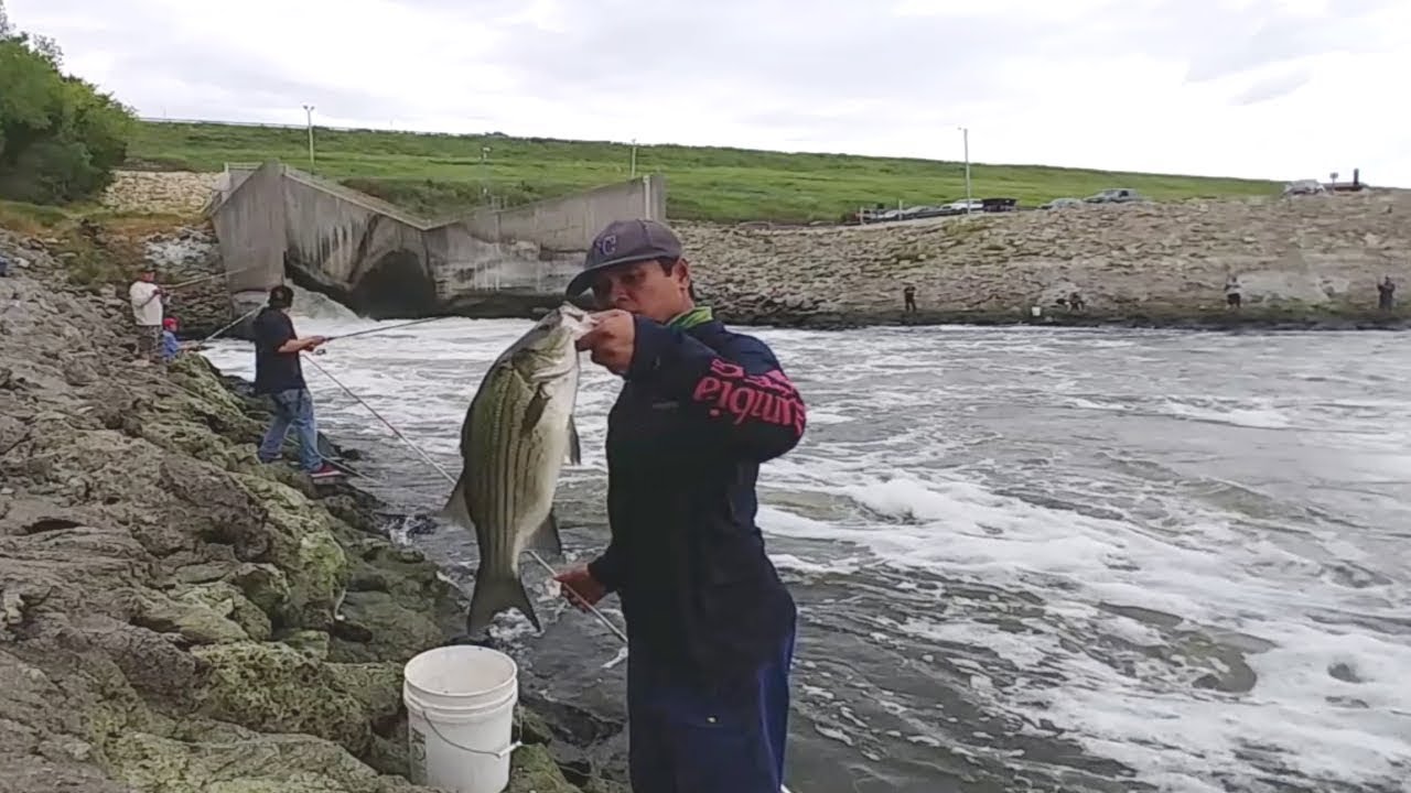 Striper Fishing From The Bank. EP 102 YouTube