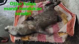 Mandikan Otter At Juga Giginya Kasih Handuk Biar Handukan Sendiri