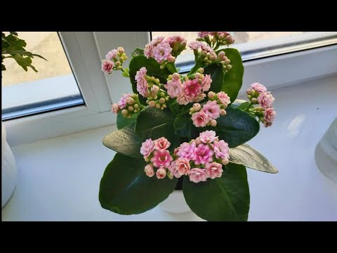 Video: Kako Kalanchoe Cvjeta