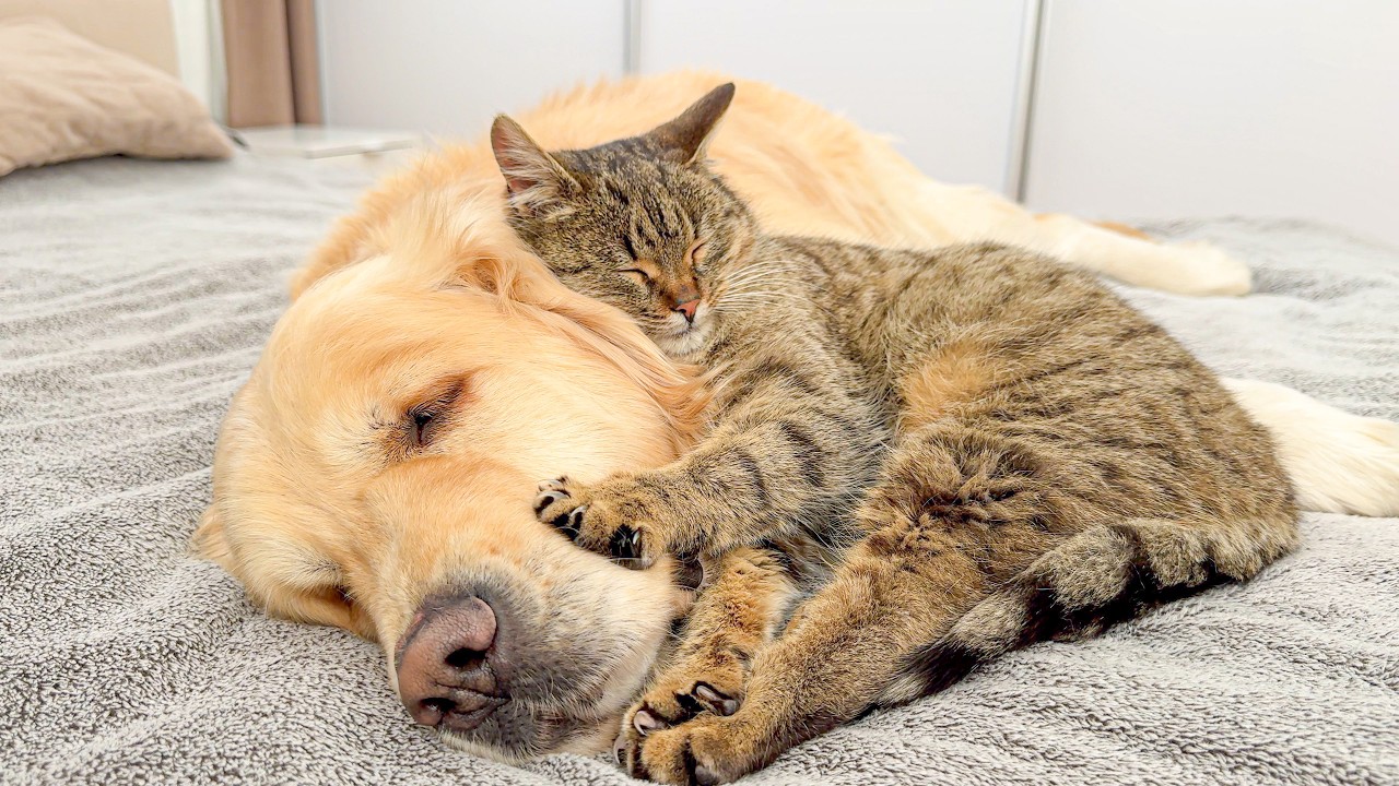 Adorable Cat Thinks His Golden Retriever Is the Perfect Bed! (Cuteness Overload)