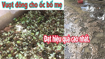 Các vượt đông cho ốc Nhồi Miền Bắc làm giống 2022 vs 2023.