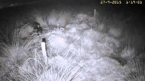 Dassen 2015 09 27 01 11 24