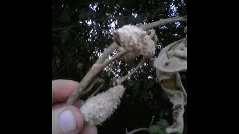 Rudiger Roll Milkweed - Primitive - Fire Roll friction fire on the spot - All Natural Surfaces