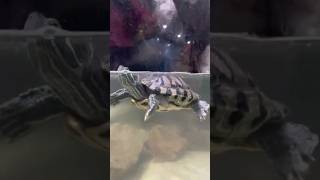 Lucu | kura-kura hias air tawar #shorts #trending #youtubeshorts #explore #status #lucu #viral