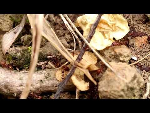 DOUBLE HIDDEN VIDEO: PHEIDOLE ANT COLONY - DOUBLE HIDDEN VIDEO: PHEIDOLE ANT COLONY