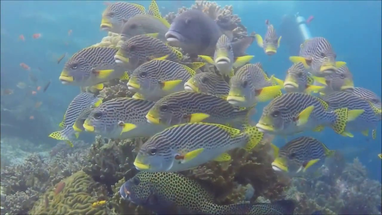 Raja Ampat & Banda Sea on board the Seven Seas, April 2017