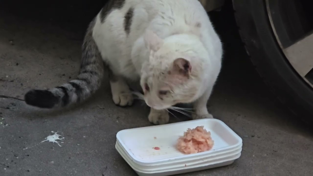 КОТЯЧИЙ ДОКТОР ХАУС. СПОСТЕРІГАЄМО...