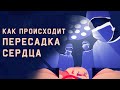 Edu: Как происходит пересадка сердца