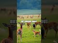 Maya, Ace, and the Gentle Deer Encounter