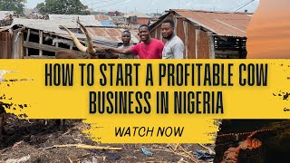 How to Start a Profitable Cow Business in Nigeria with Just ₦300,000
