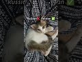 Russian ❌ Persian ✅#shorts #trending #cat