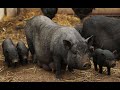 Болезни вьетнамских свиней