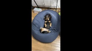 人をダメにするソファは犬もダメにするらしい#shorts