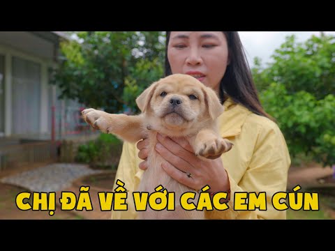 Video: Cứu giúp! Con chó của tôi gầm gừ khi chào mọi người