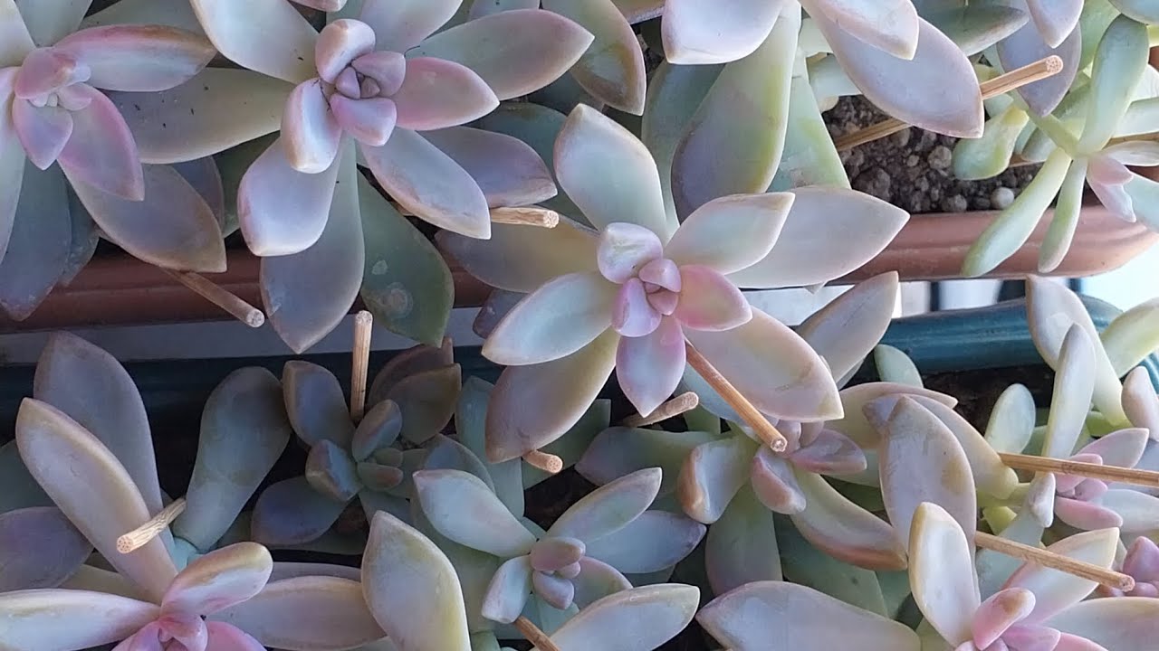 🌸Emine Bayır🌸 ERZURUM🌸 yolcumuz arkadaşimız güzel gunlerde büyütsün.🌸