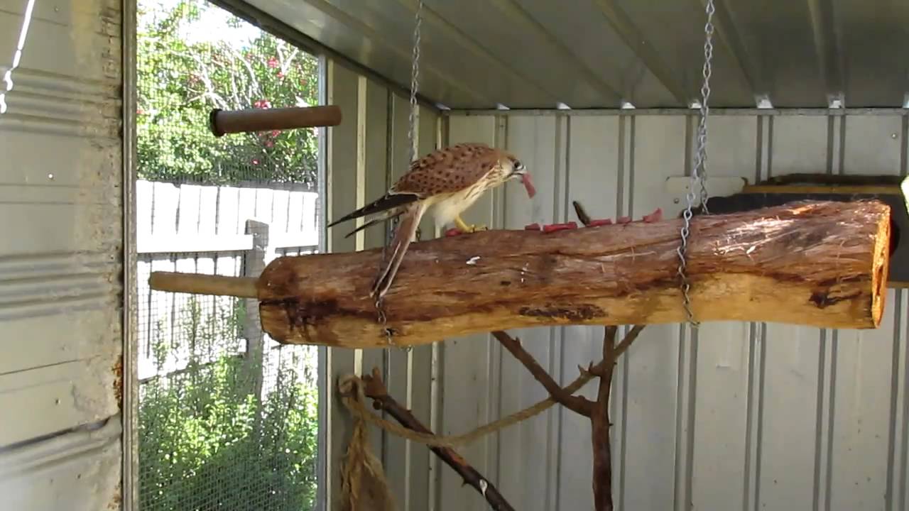 Juvenile Nankeen Kestrel 