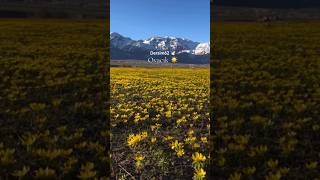 Dersim Şfet Munzur Şfet