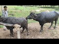 Indian bull buffalo mating try by village