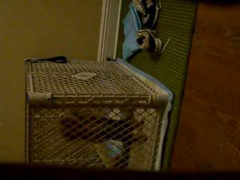 Shyla Jumps Out Play Pen