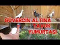 Güvercin Altına Tavuk Yumurtası Sürülür Mü ?