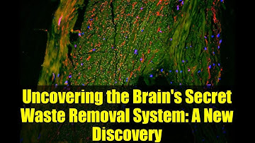 Uncovering the Brain