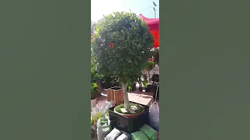 انواع اشجار و ورود فى معرض هەموو جۆرە دار ونەمام لە پێشانگا 
