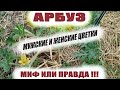 Мужские и женские цветы на арбузах.Это нужно знать обязательно при выращивании арбузов