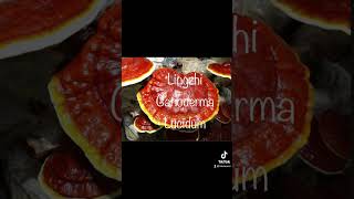 Le champignon rouge appelé Ganoderma