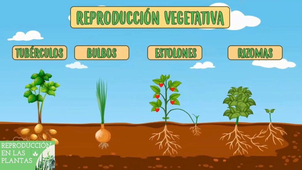 Reproducción asexual de las plantas: English ESL video lessons