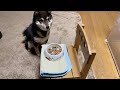 【豆柴】ご飯が大好きな柴犬【ASMR/咀嚼音】Shiba Inu who loves to eat