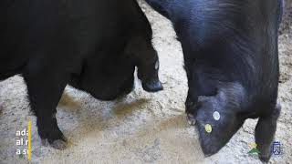 El Cochino Negro Canario