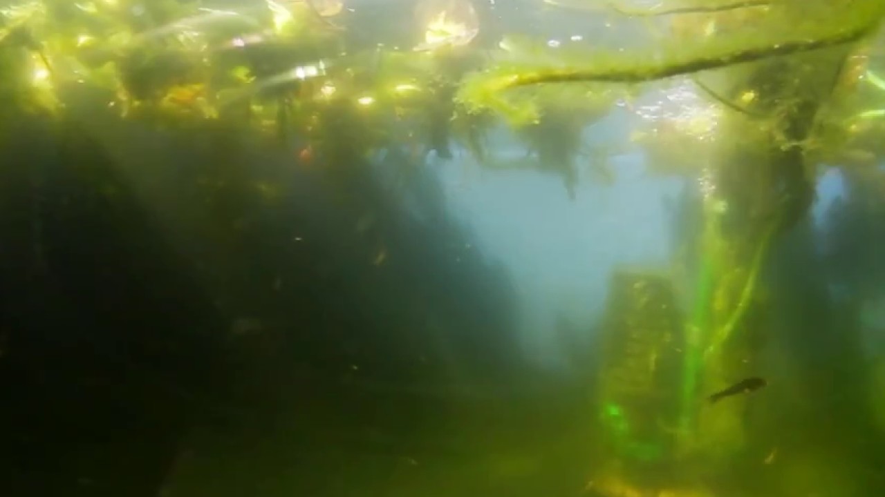 Koi Fry Week 4 360 Underwater Camera YouTube
