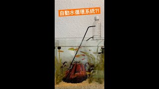 自動水循環系統?!!  #網路熱門影片實測 #偽科學