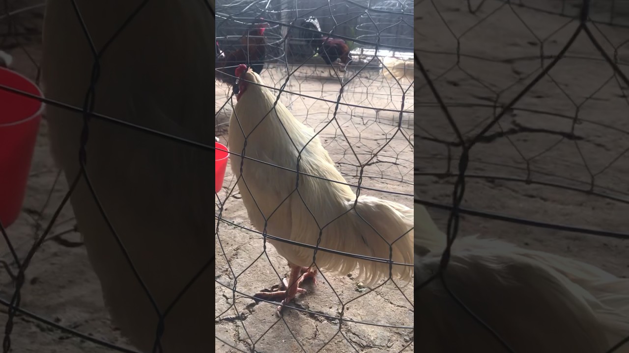 Bướm thái VIP nhanh tốc độ ra chân mạnh tay đẹp 