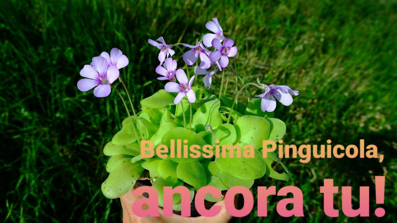 161. PINGUICOLA MESSICANA E TEMPERATA AFFRONTIAMO L'AUTUNNO SENZA TIMORI | ILPIGLIAMOSCHE