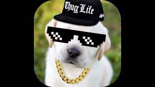 Best Thug Life Compilation Part 101