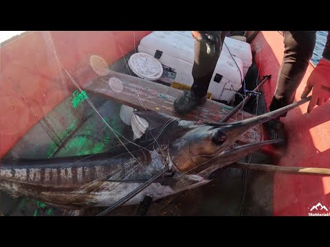 BLUE MARLIN CAUGHT WHILE TROLLING ON THE BANK