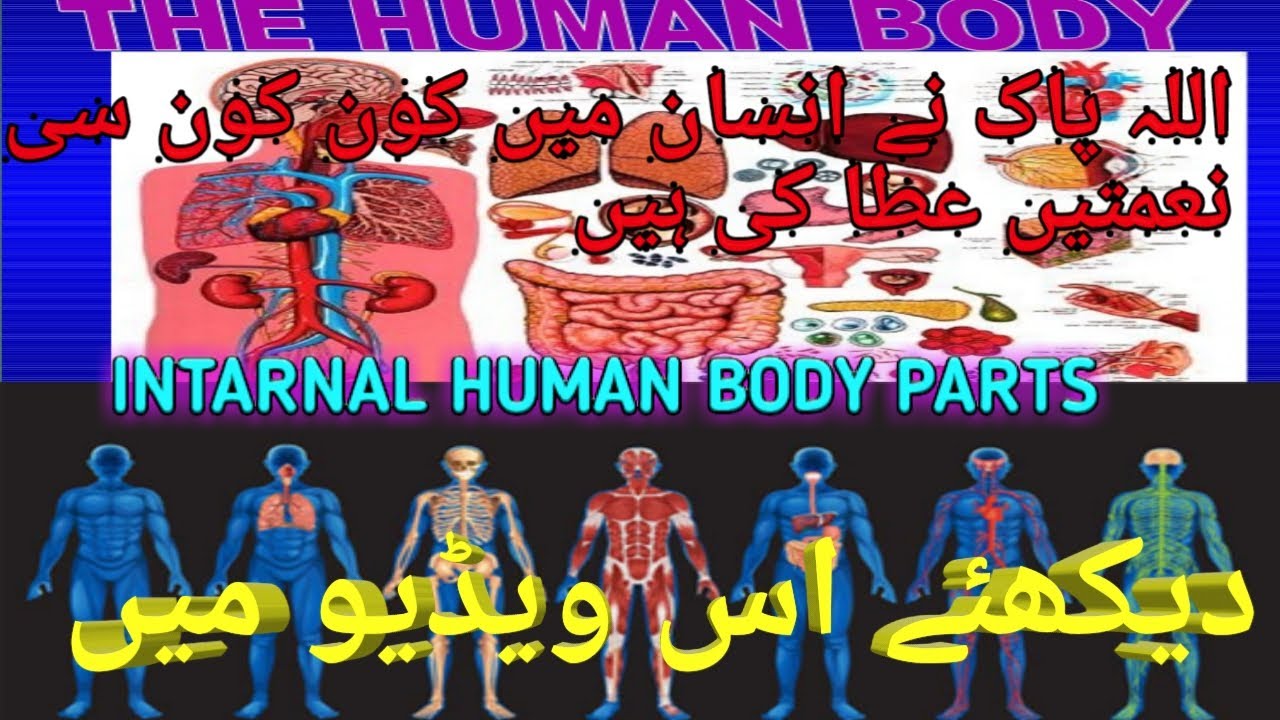 Human body complete detail | complete information for human body
