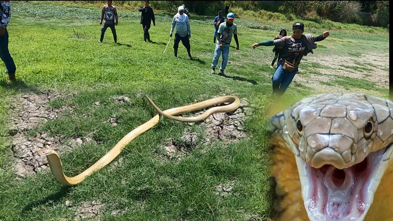 NAKAPATAY NA NG DALAWA ANG SINASABING DAMBUHALANG KING COBRA