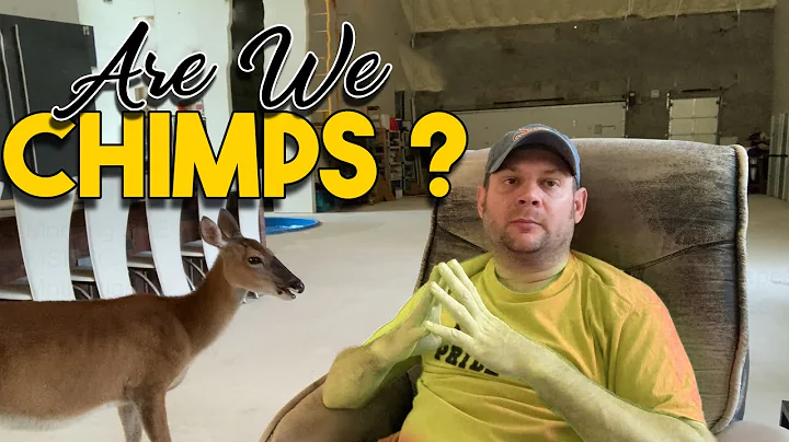 Humans did not evolve from chimpanzees | Think about it