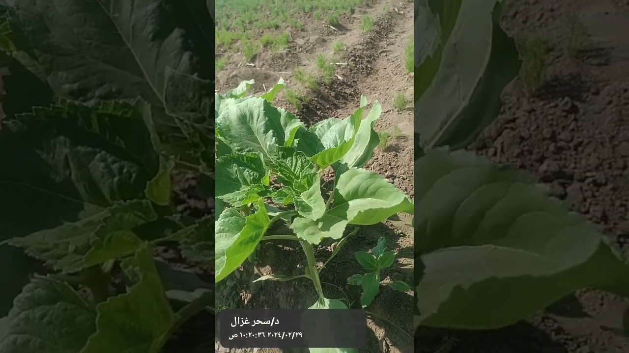 علشان الكمون يزهر هنسمد بايه ؟؟؟؟؟؟؟؟؟؟