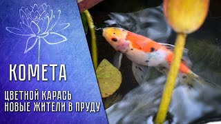 :     "" Colored crucian carp for the pond