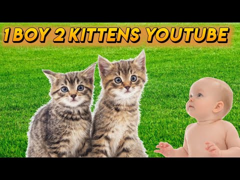 1 boy 2 kittens youtube