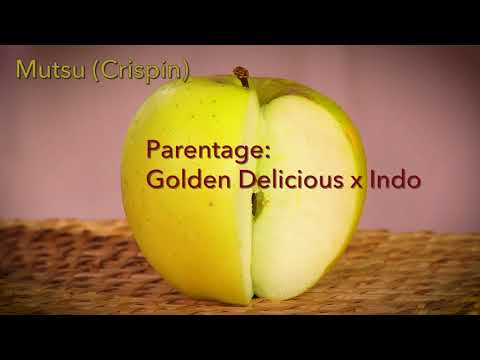 Видео: Mutsus или Crispin Apple Info – Что такое Crispin Apple Trees
