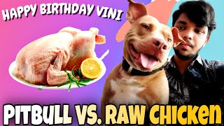 Pitbull Eat RAW Chicken at FIRST Time || Happy Birthday My VINI || VLOGRSH by VLOGRSH 603 views 2 years ago 3 minutes, 55 seconds